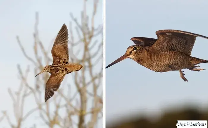 Kirov residents are invited to take part in woodcock accounting