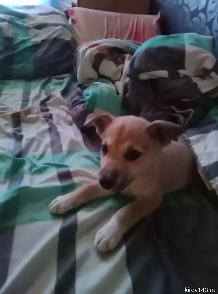 In Kotelnich, they are looking for owners for a puppy found at dawn in a container.