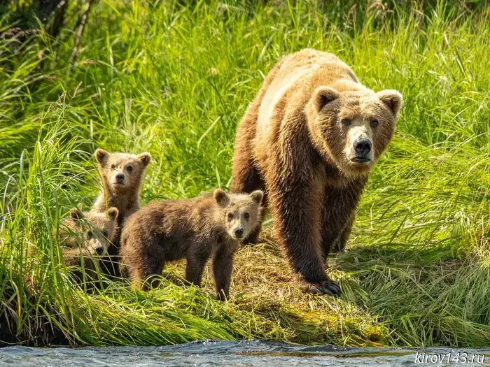 A bear family was spotted in the Sovetsky district