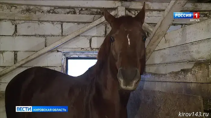 Команда ГТРК «Вятка» получила дополнительную информацию о сущности символа 2026 года.