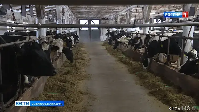 В Кировской области увеличилось количество сельскохозяйственных животных.