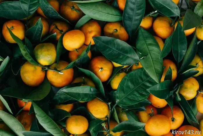 In Russia, mandarins have become 12% cheaper over the year.