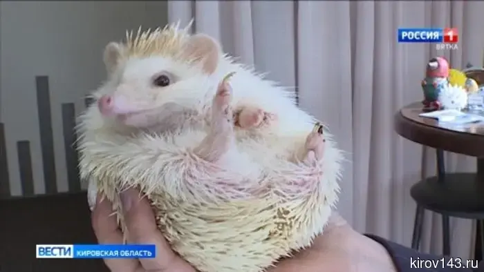 В Кирове впервые отметили «День ежей»