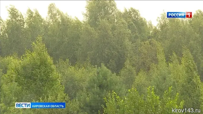 В министерстве экологии Кировской области сообщили о том, что началась выдача разрешений на охоту в весенне-летний период.