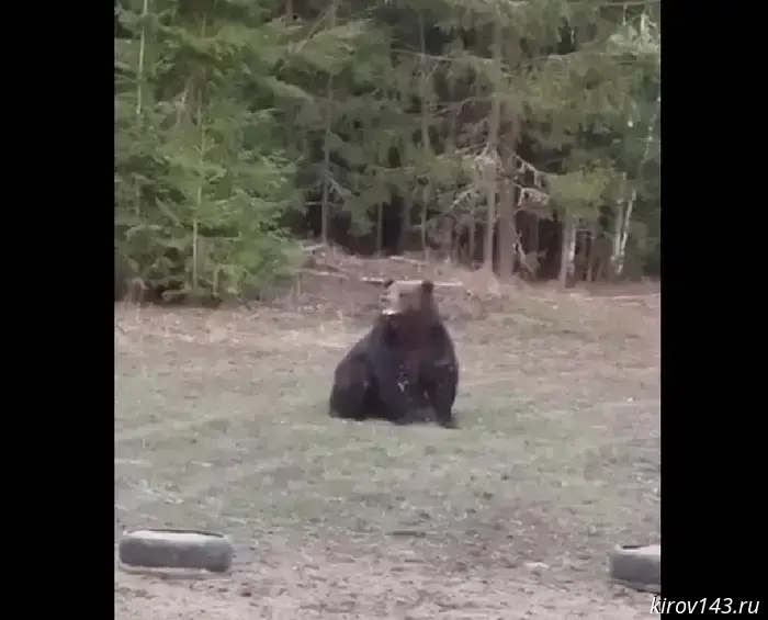 Депутат ОЗС провел встречу с медведем в лесу.