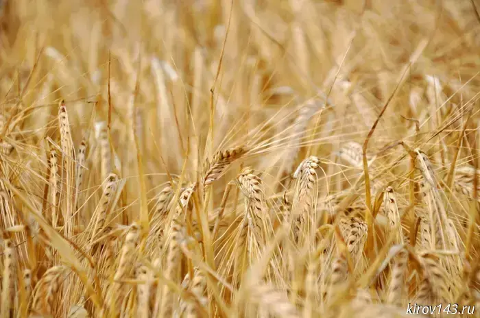 About 6 thousand tons of unreliably declared grain were found in the Kirov region.