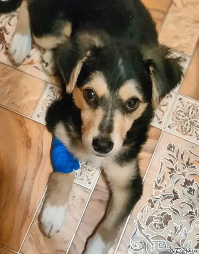 Veterinarians in Kirov twice rescued a puppy from the special military operation zone.