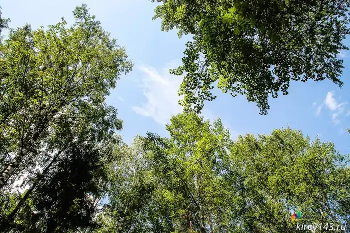 "Mushroom picking" with loud consequences: how not to get lost or poisoned in the forest