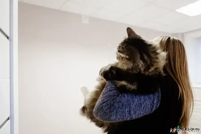 Половине домохозяйств в Кировской области доступна возможность аренды жилья.