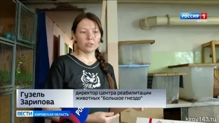 Кировчанам сообщили, как поступать при encounter с молодыми дикими животными.