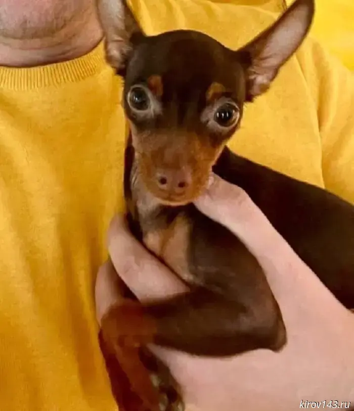 They are still looking for a small brown dog in Murino.