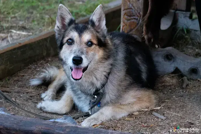In Pizhanka, a dog walking area was established by court order.