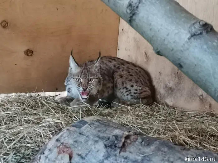 Кировская рысь была отправлена на реабилитацию в Санкт-Петербург.