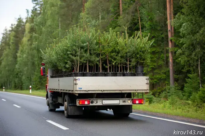 About 3,000 fir and pine saplings from Belarus have been brought to the Kirov region.