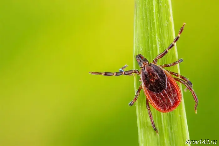 Tick infected Kirov resident with encephalitis