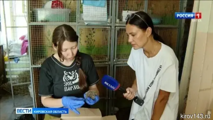 Кировчанам сообщили, как поступать при encounter с молодыми дикими животными.