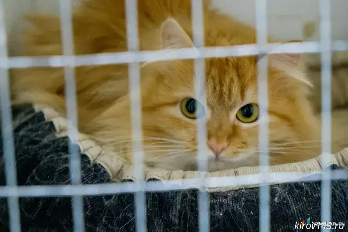 Kirov residents are invited to help homeless animals