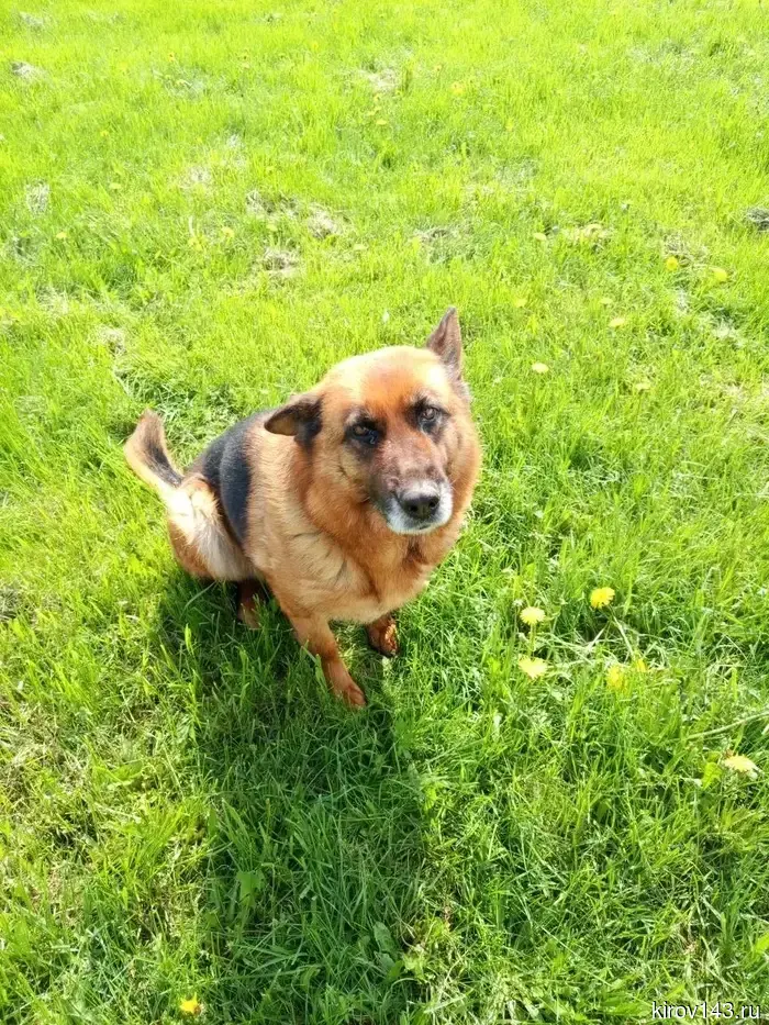 Shepherd dogs from the Kirov colony are looking for a new home.