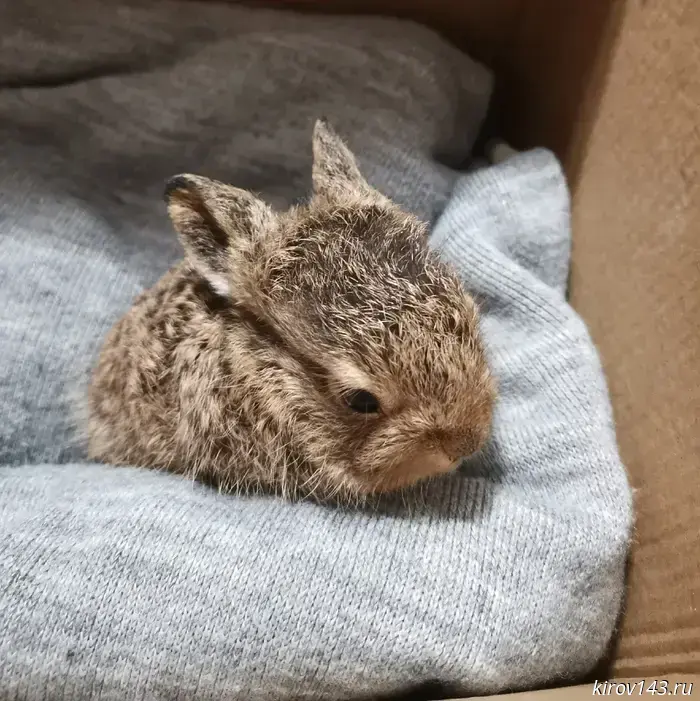 Kirov residents were told why they shouldn't pick up found baby hares.