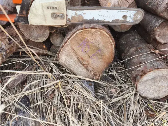 Entrepreneurs are accused of illegal logging valued at 34 million rubles.