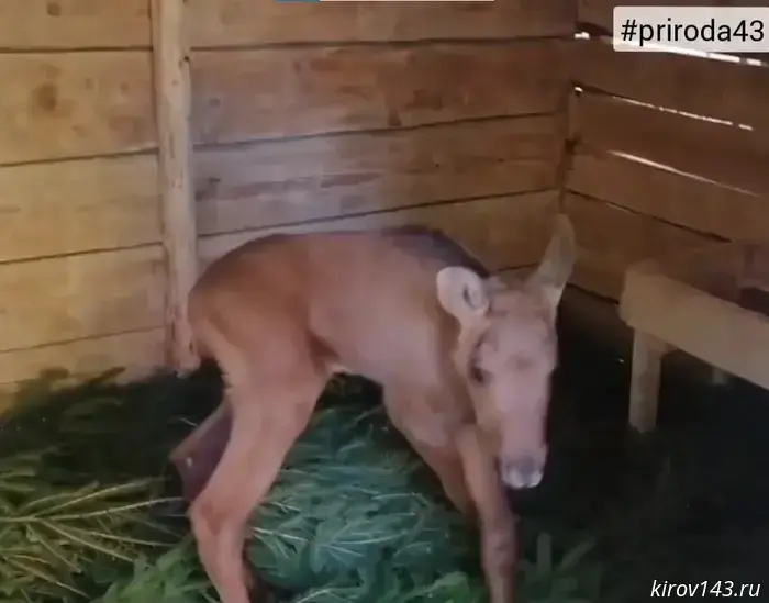 The calf, found in Vostochny, was sent to the Kostroma salmon farm