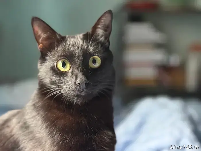 A black cat predicted the outcome of the meeting between Putin and Trump.