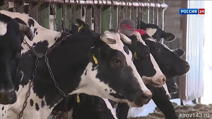 В Кировской области намечено развитие переработки молока.