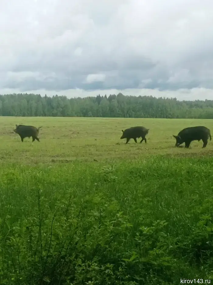 Wild boars scare people, enter gardens and cemeteries.